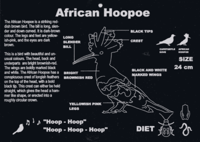 African Hoopoe