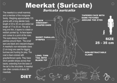 Meerkat