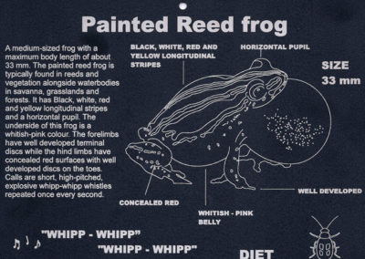 Painted Reed Frog