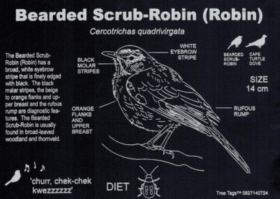Bearded Scrub-Robin